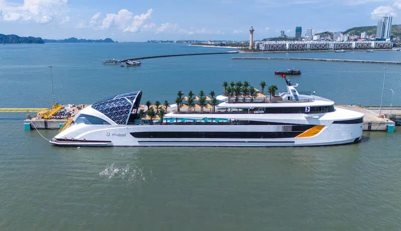 dolphin5