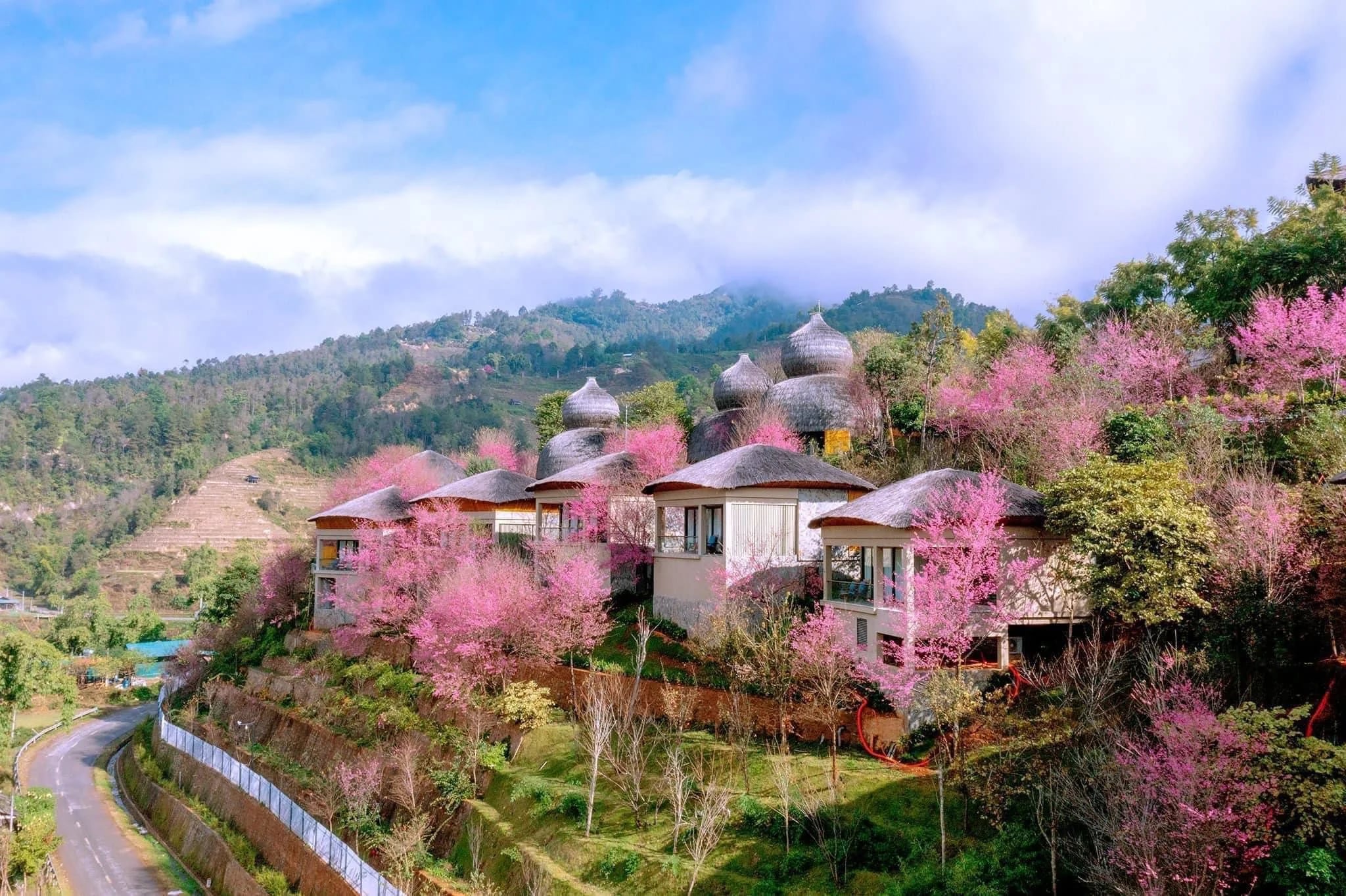 garrya-mu-cang-chai-yen-bai-ivivu-4